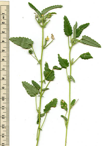  Sida abutifolia